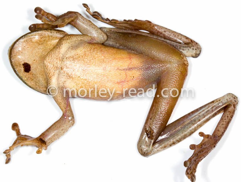 Osteocephalus mutabor