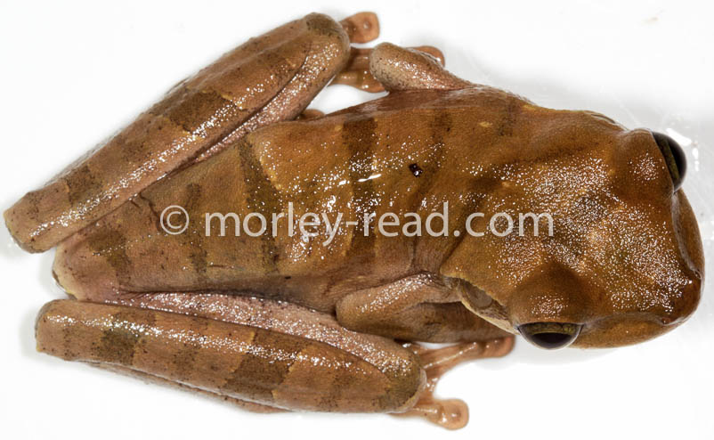 Osteocephalus mutabor
