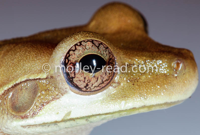 Osteocephalus mutabor