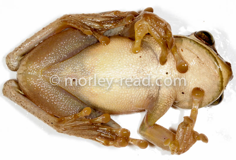 Osteocephalus mutabor