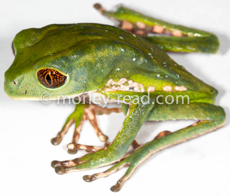 Phyllomedusa tarsius