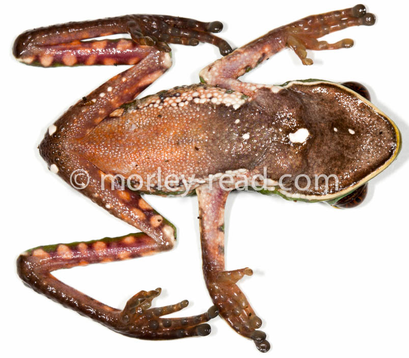 Phyllomedusa tarsius