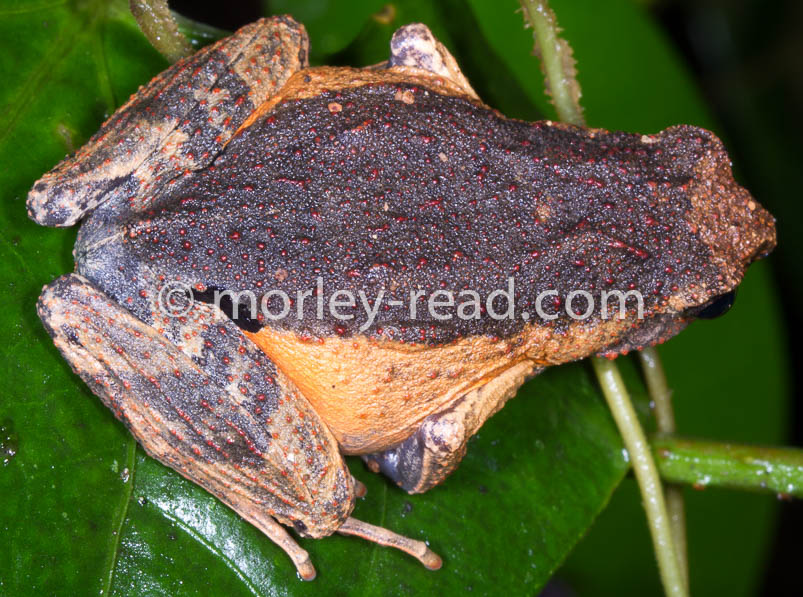 Engystomops petersi