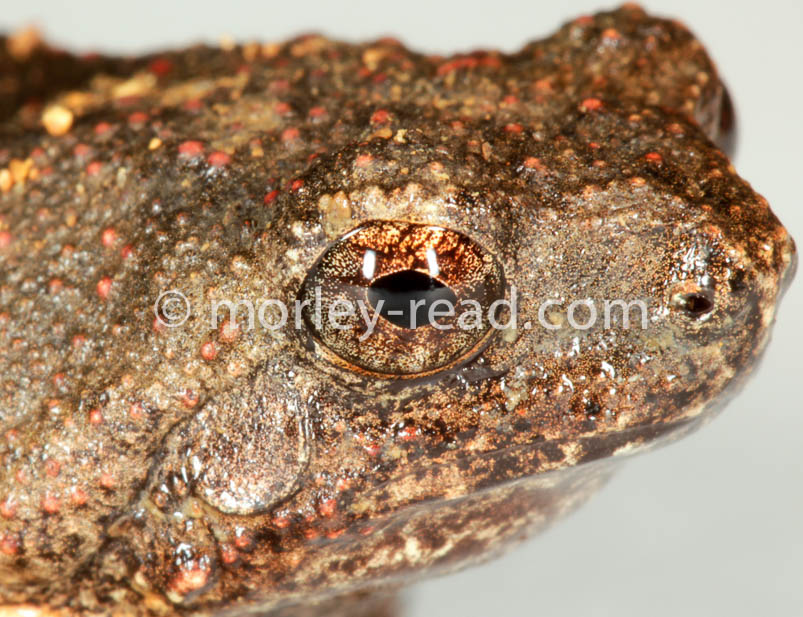 Engystomops petersi