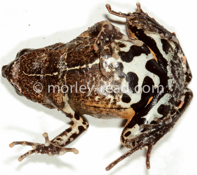 Engystomops petersi
