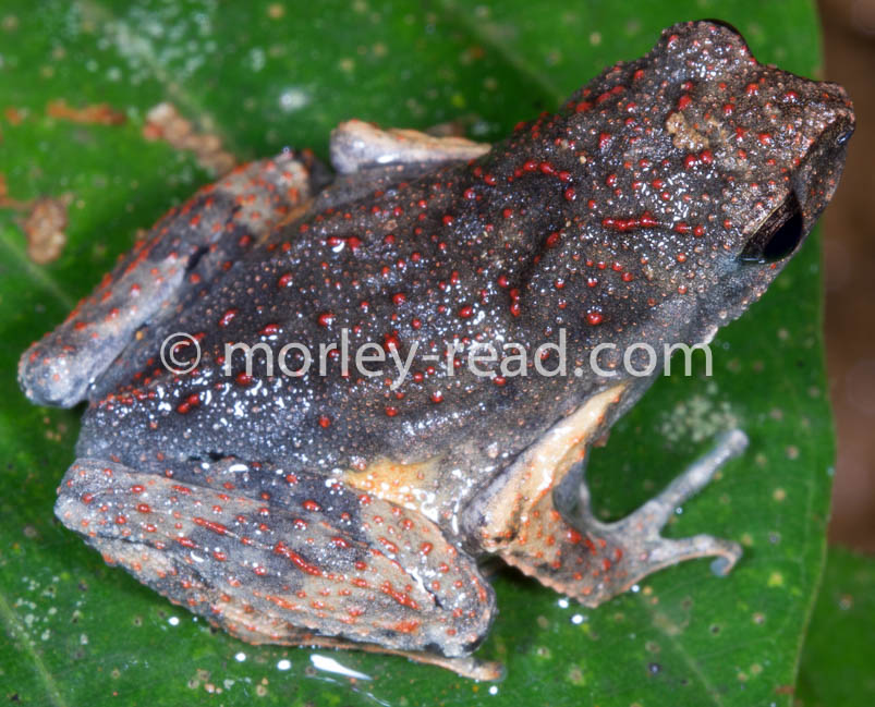 Engystomops petersi