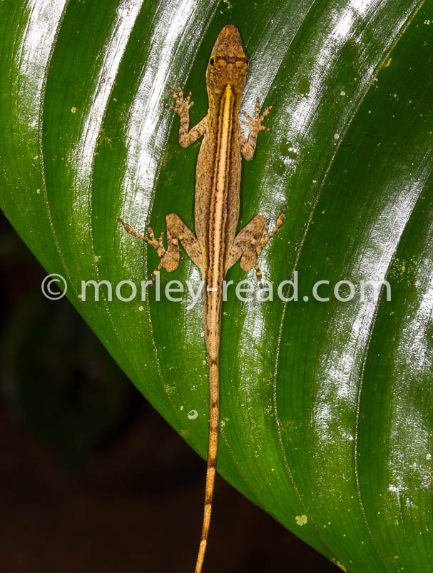 Anolis fuscoauratus