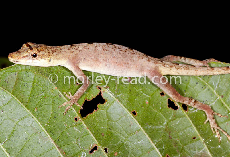 Anolis fuscoauratus