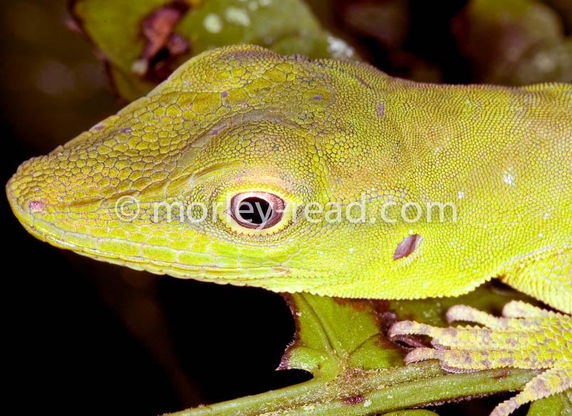 Anolis punctatus