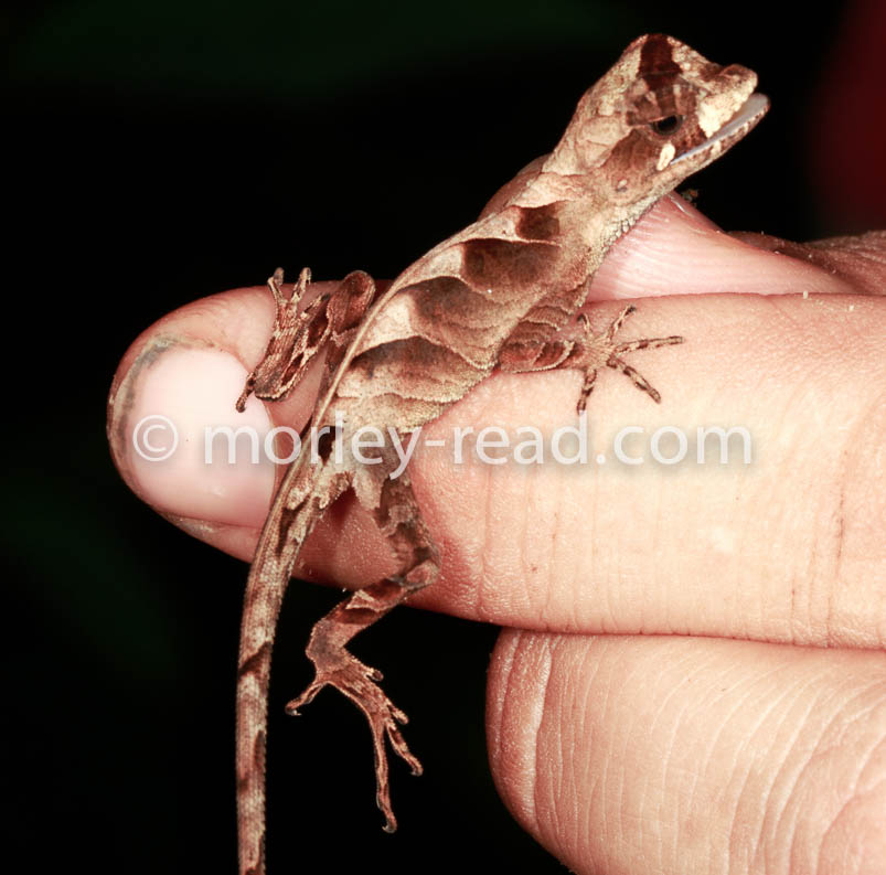 Anolis nitens