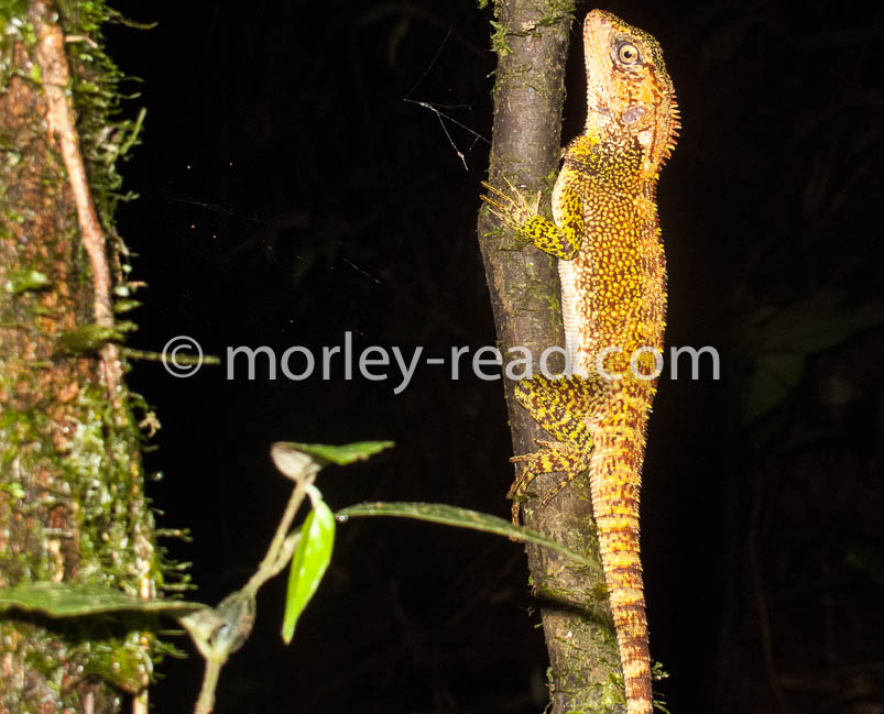 Enyalioides laticeps