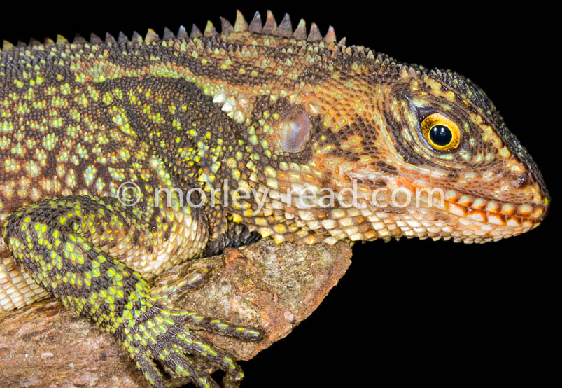 Enyalioides laticeps