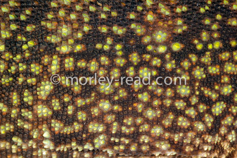 Enyalioides laticeps