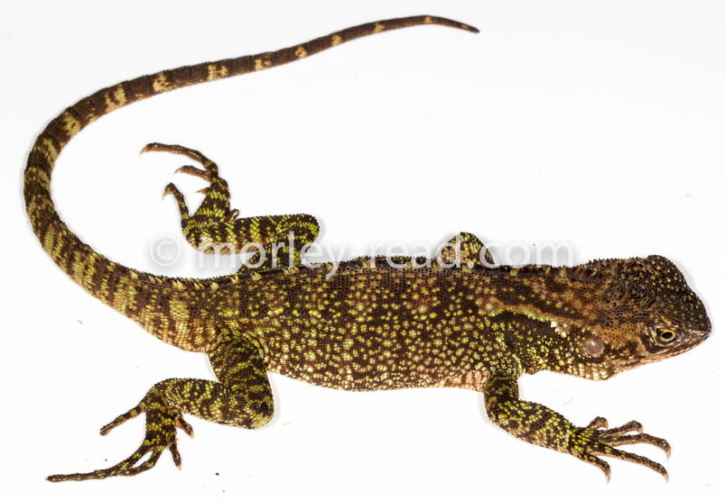 Enyalioides laticeps