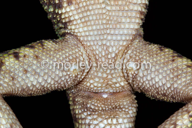 Enyalioides laticeps