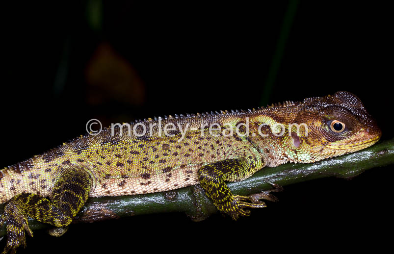 Enyalioides laticeps