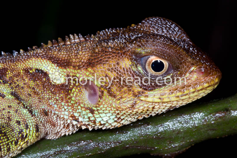 Enyalioides laticeps