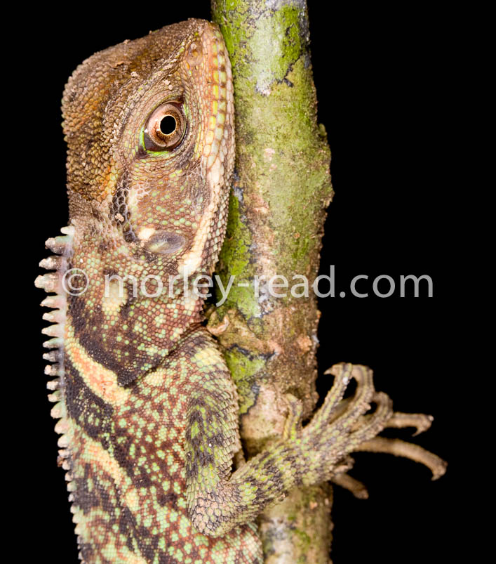 Enyalioides laticeps