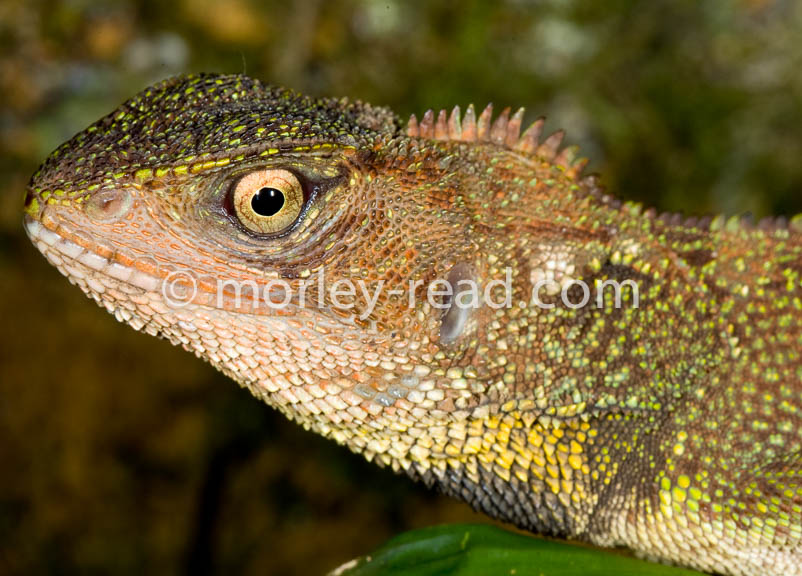 Enyalioides laticeps