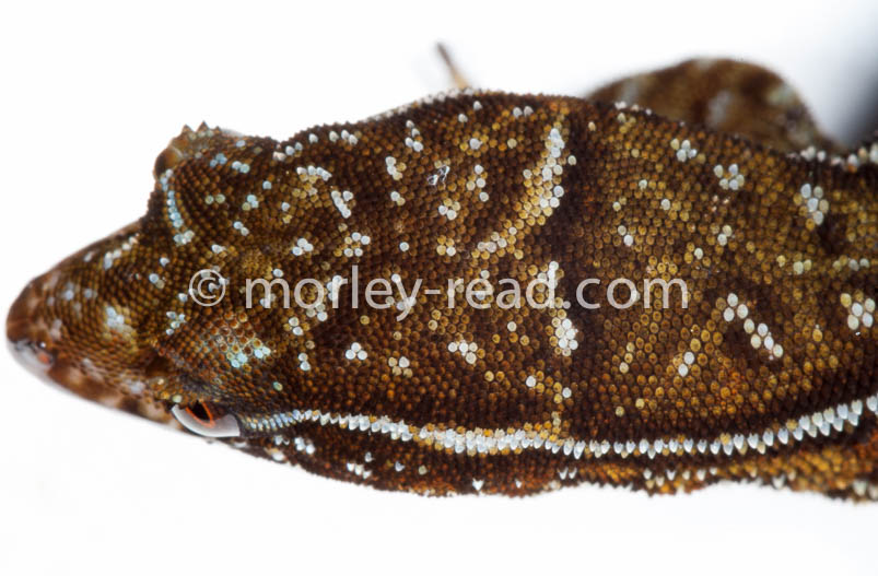 Lepidoblepharus festae