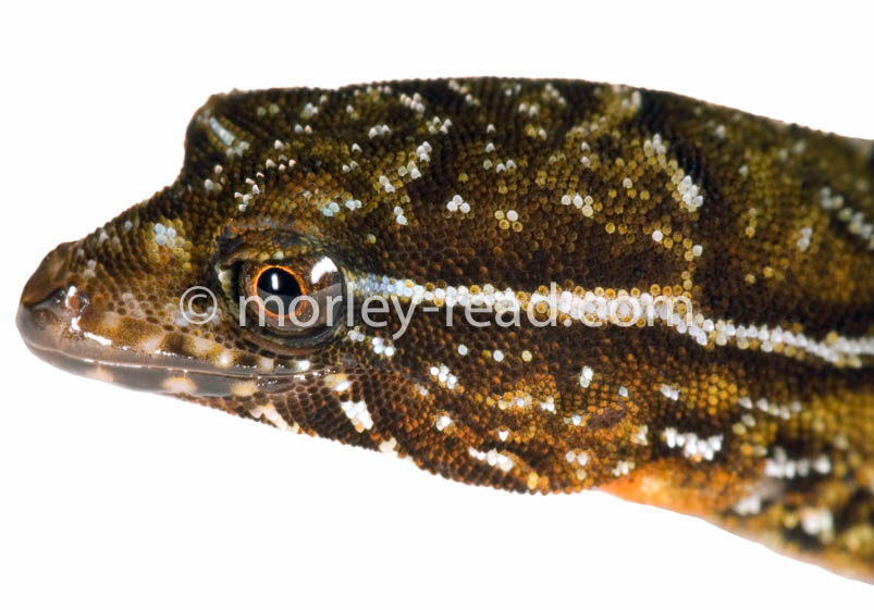 Lepidoblepharus festae