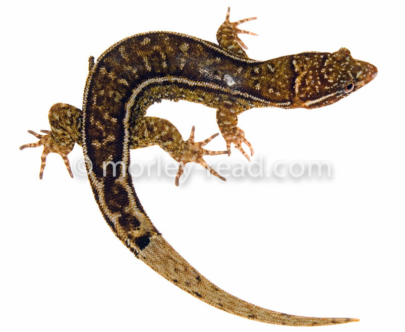 Lepidoblepharus festae