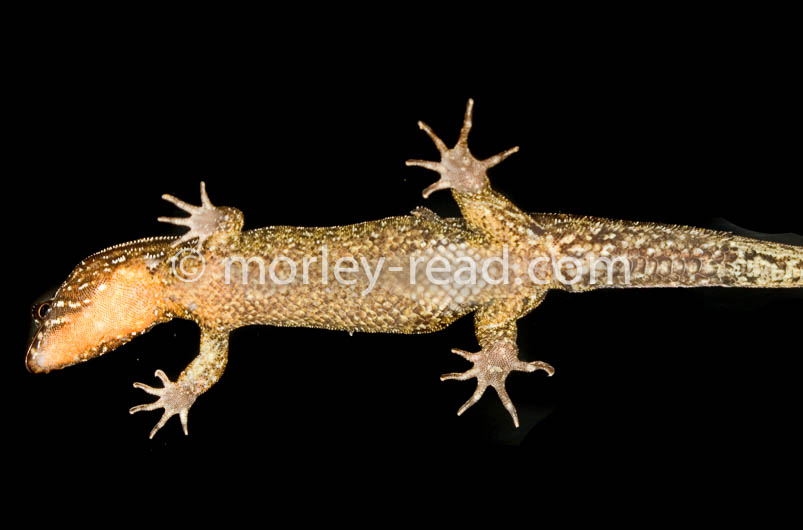 Lepidoblepharus festae