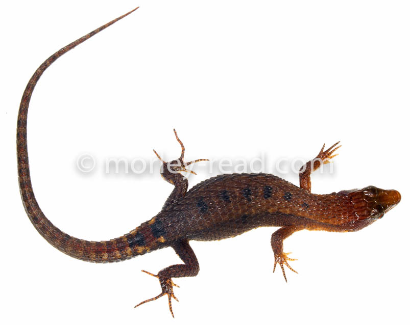 Leposoma parietale
