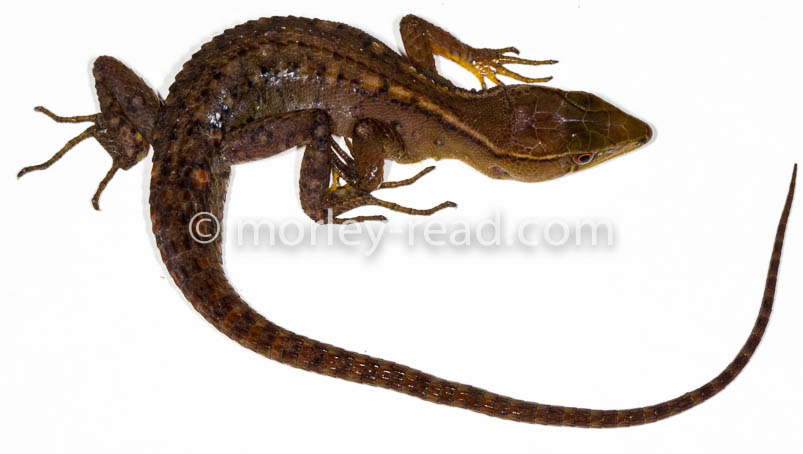 Potamites cochranae
