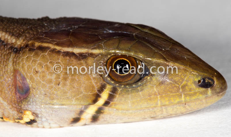 Potamites cochranae
