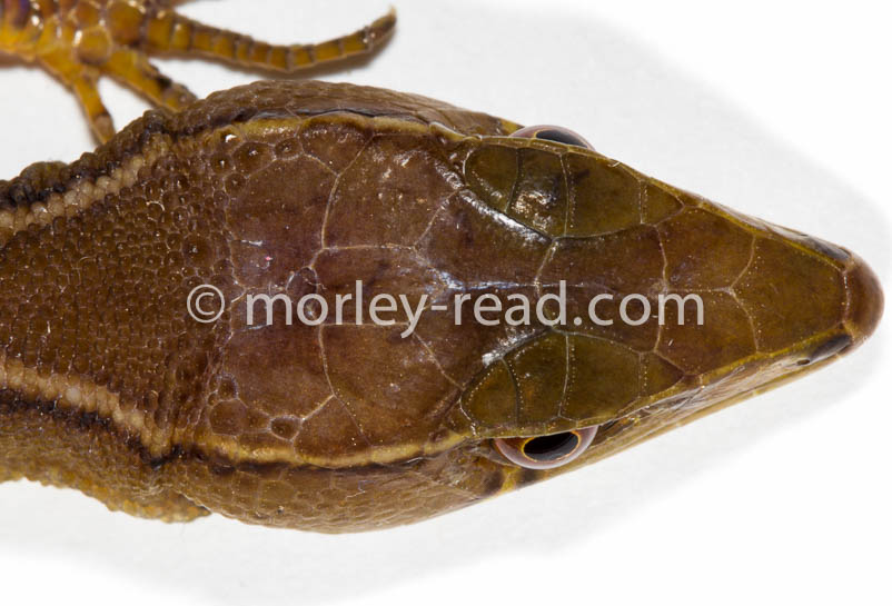 Potamites cochranae
