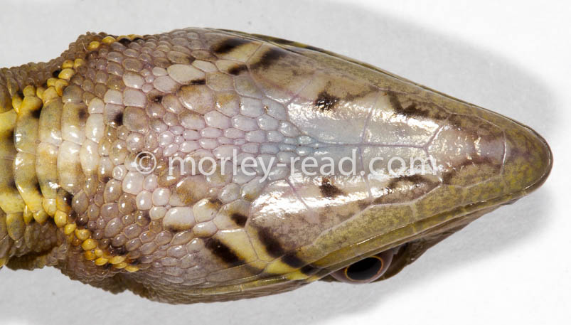 Potamites cochranae