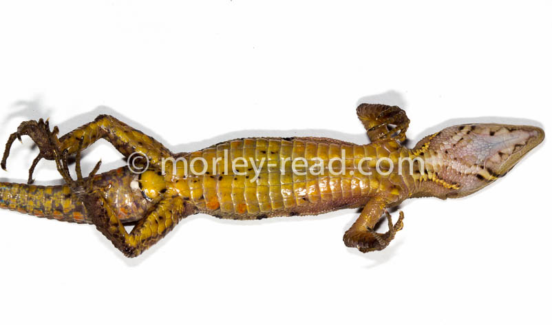 Potamites cochranae