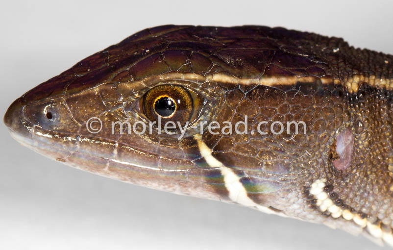 Potamites cochranae