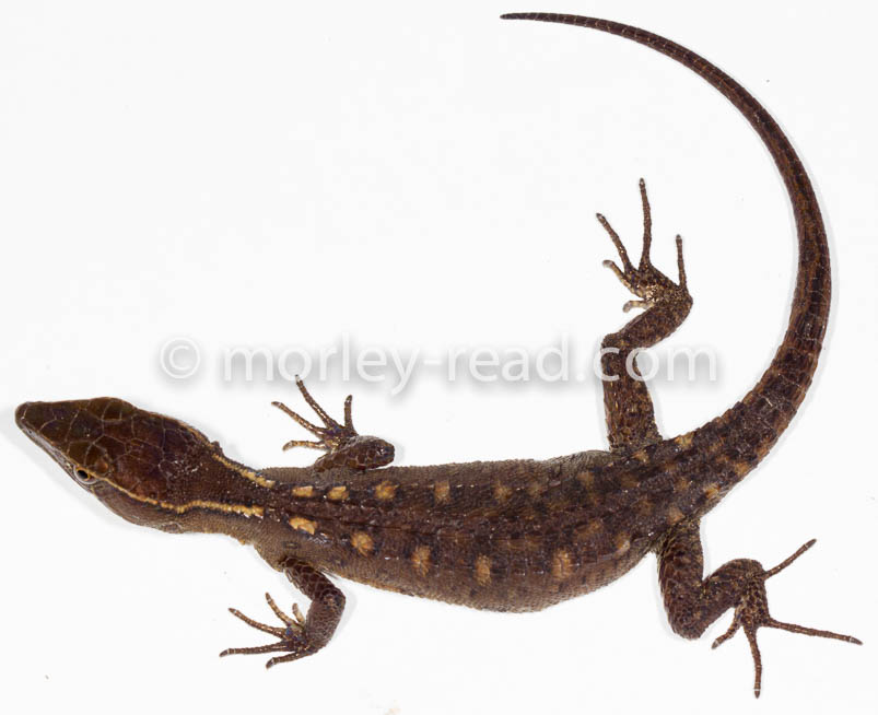 Potamites cochranae