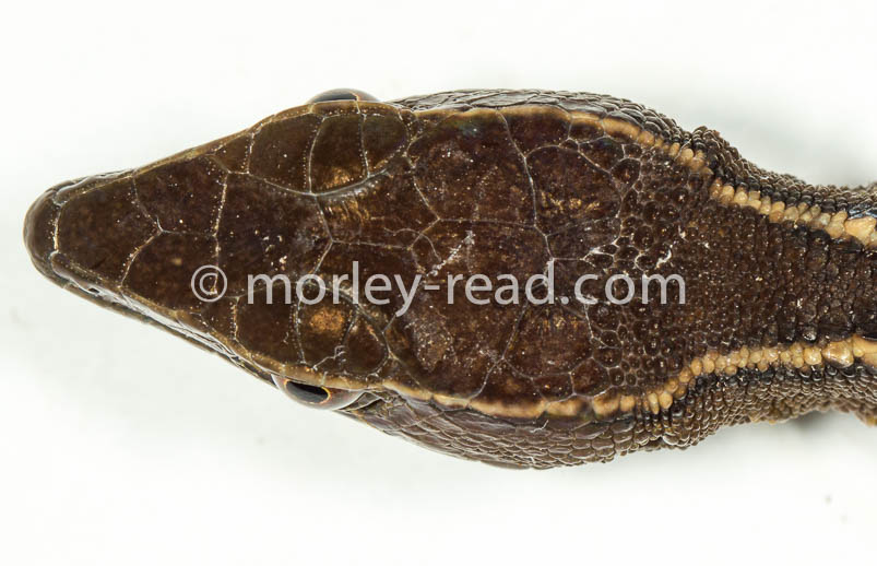 Potamites cochranae