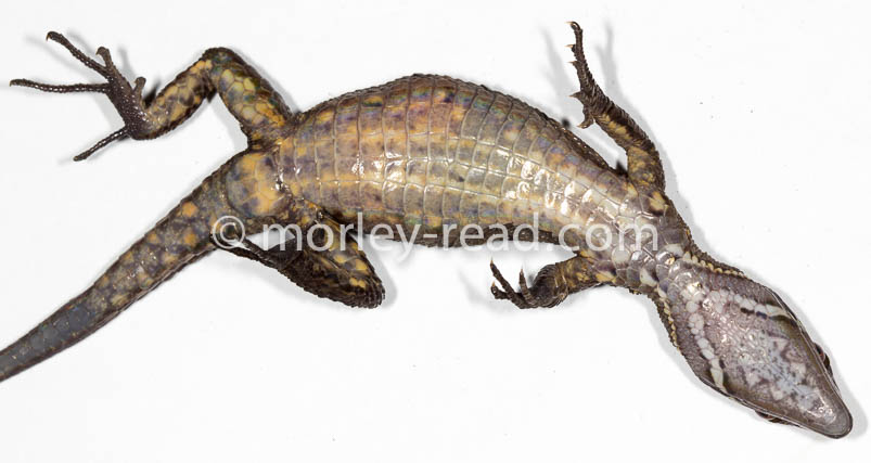 Potamites cochranae
