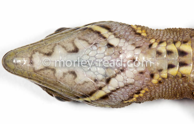 Potamites cochranae