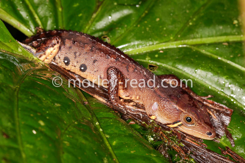 Potamites cochranae