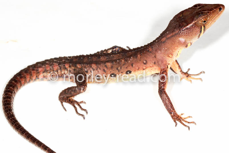 Potamites cochranae