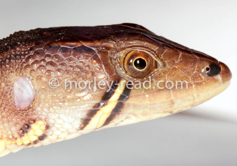 Potamites cochranae