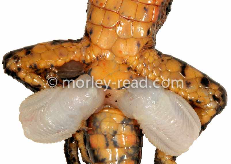 Potamites cochranae
