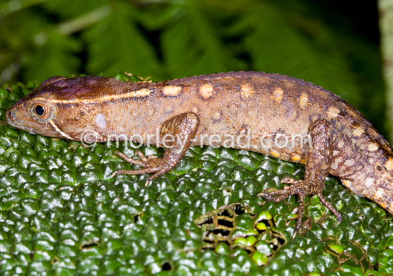 Potamites cochranae