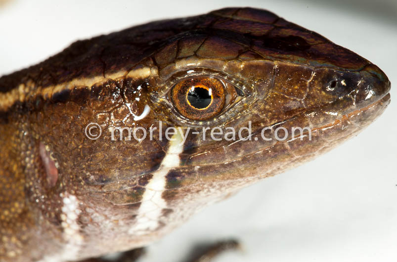 Potamites cochranae