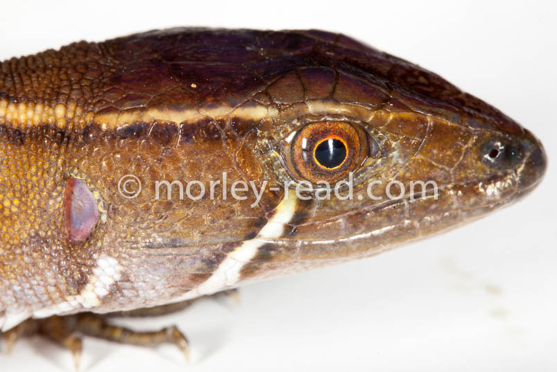 Potamites cochranae