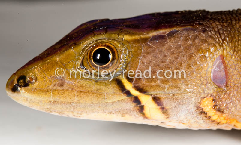 Potamites cochranae