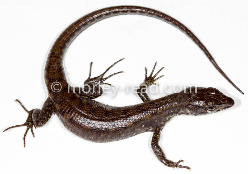 Potamites strangulatus