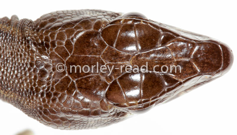 Potamites strangulatus