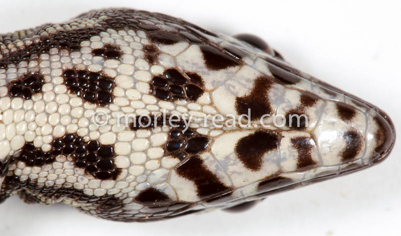 Potamites strangulatus