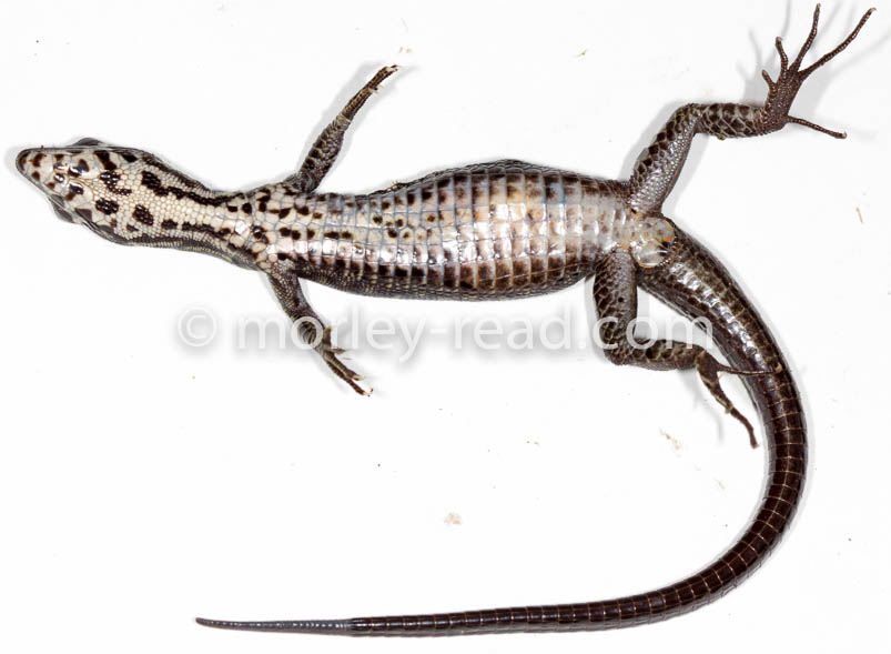 Potamites strangulatus